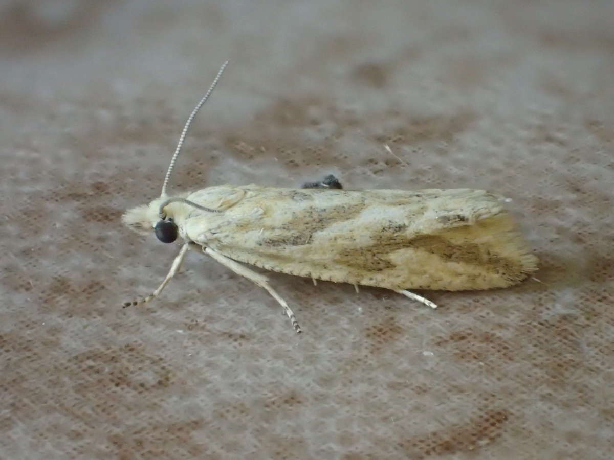 Lemon Bell (Thiodia citrana) photographed at Stodmarsh NNR by Dave Shenton 