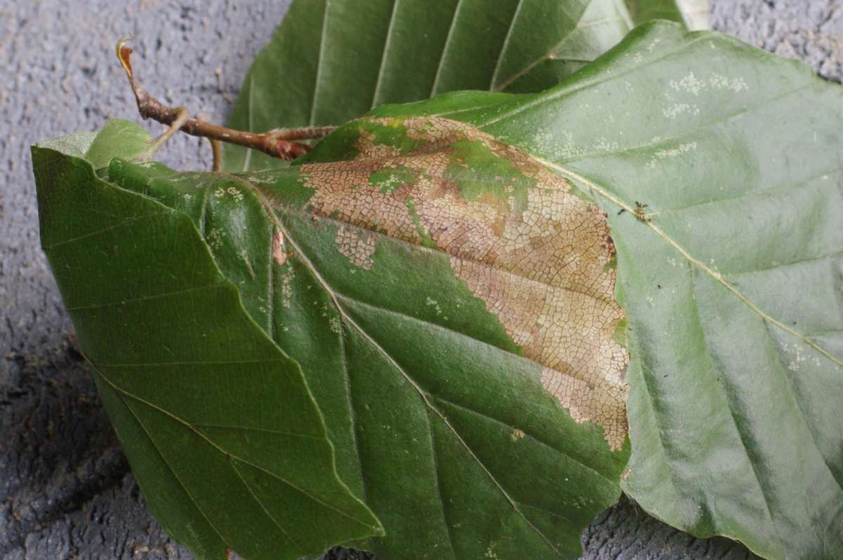 Little Beech Piercer (Strophedra weirana) photographed in Kent by Dave Shenton 