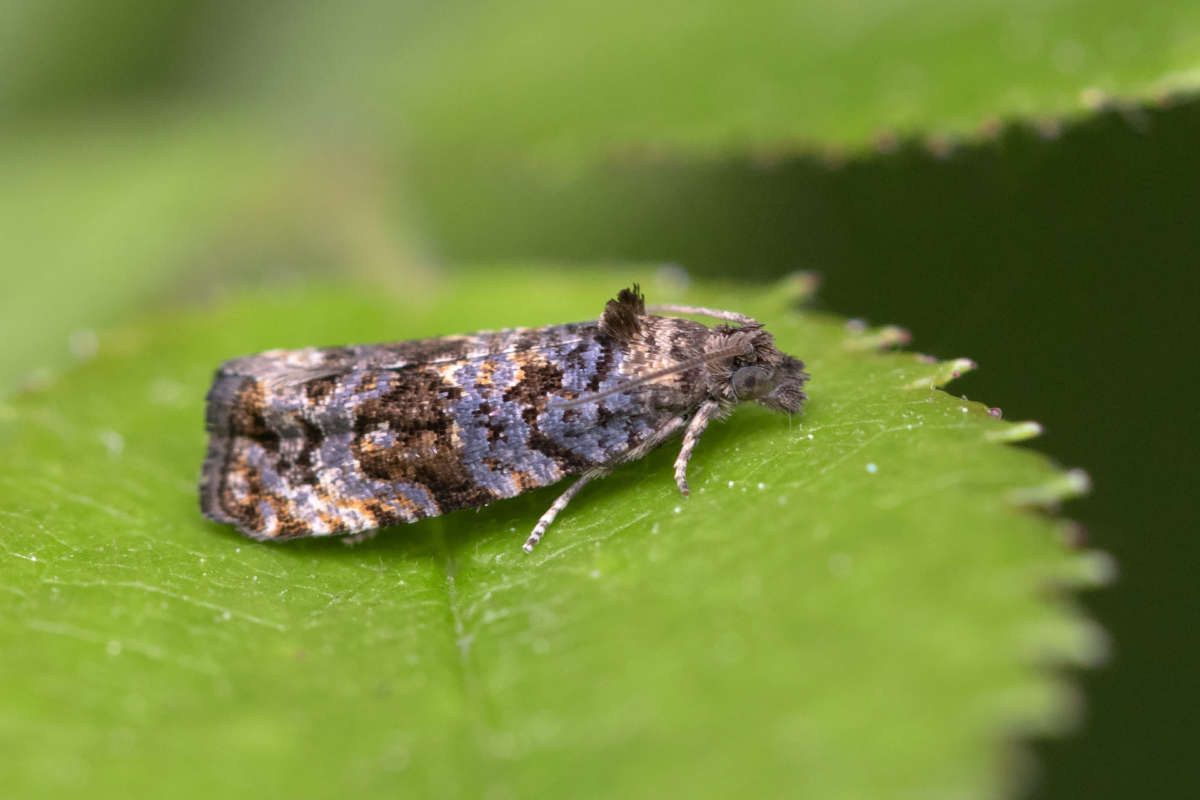 Bugle Marble (Endothenia ustulana) photographed in Kent by Alex Perry 