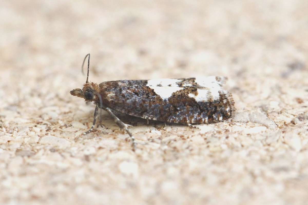 White-blotch Bell (Epinotia trigonella) photographed in Kent by Josh Jones 