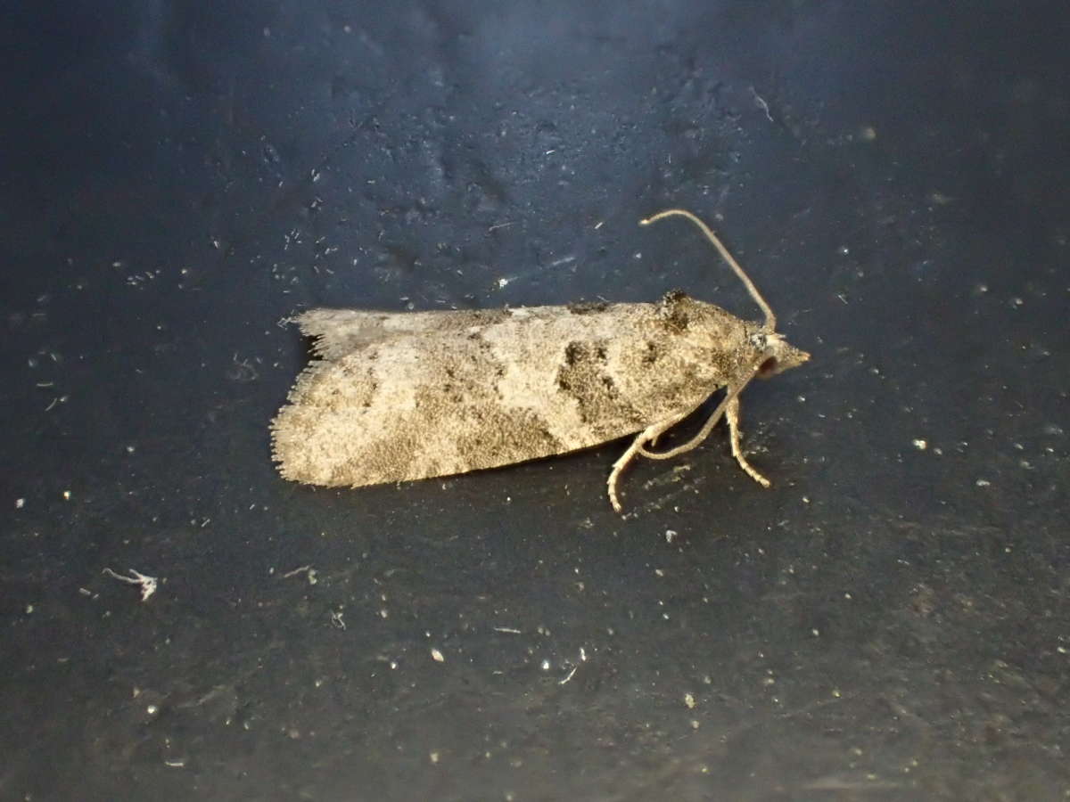 Grey Tortrix (Cnephasia stephensiana) photographed at Aylesham  by Dave Shenton 