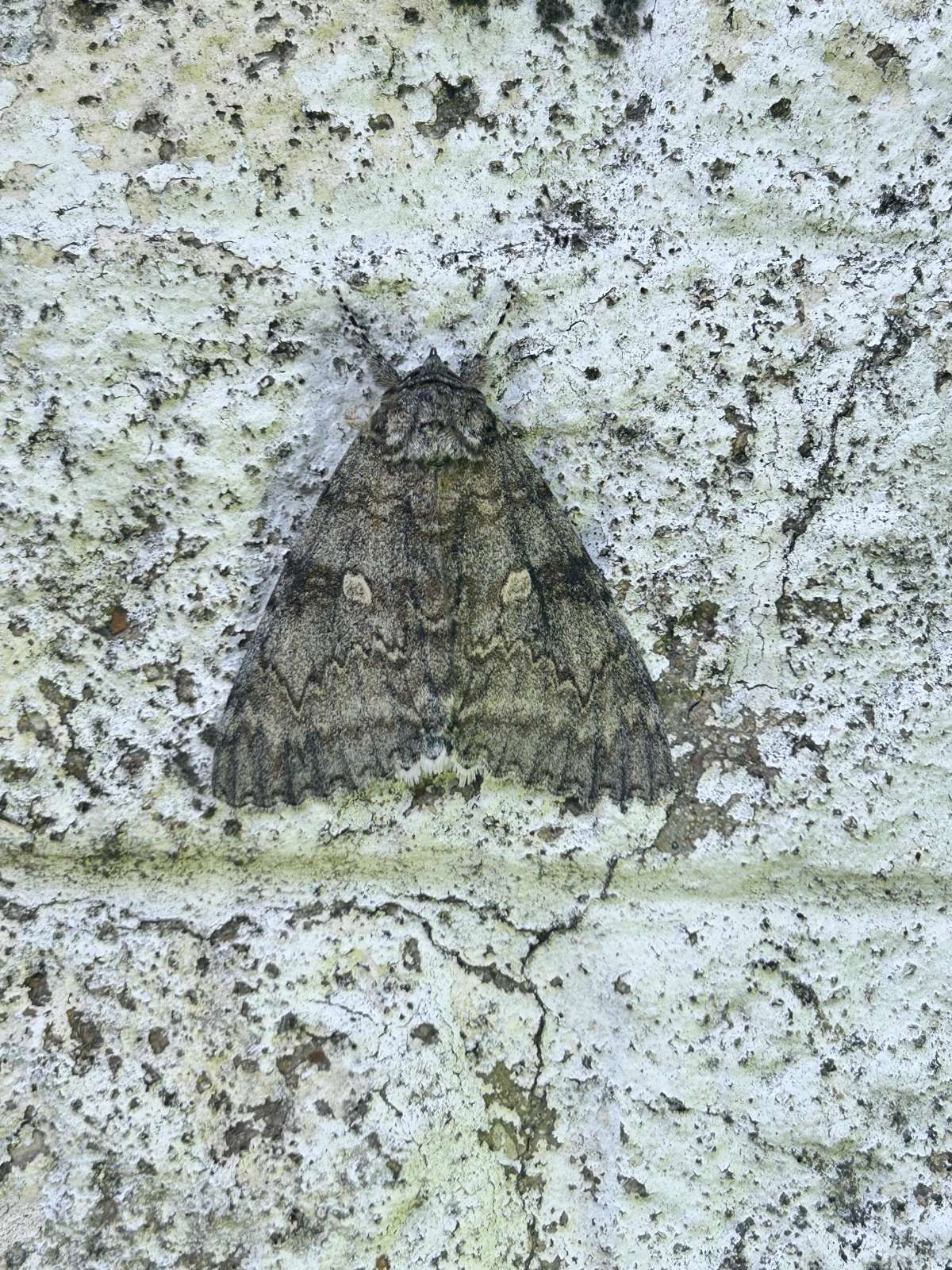 Clifden Nonpareil (Catocala fraxini) photographed at Aylesham  by Dave Shenton 