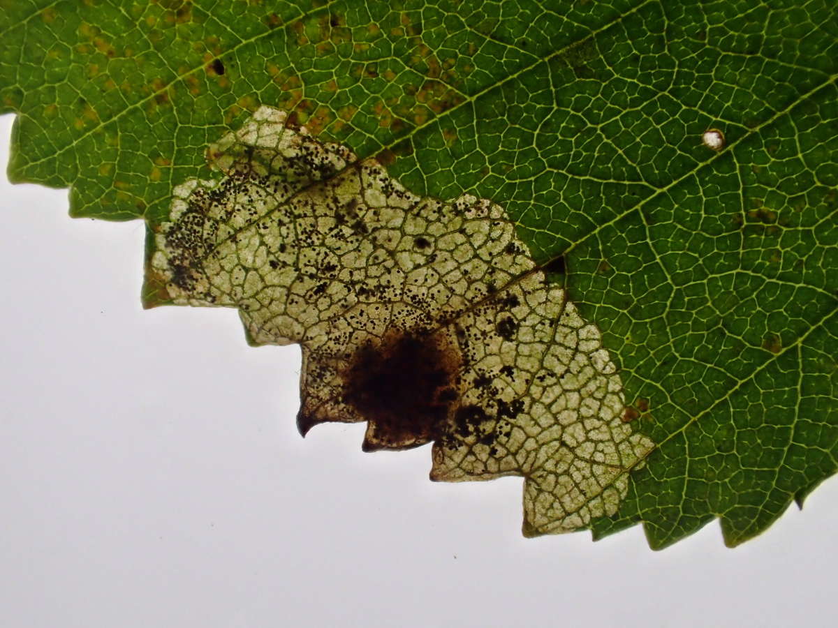 Large Birch Pigmy (Ectoedemia occultella) photographed at Sandwich Bay by Dave Shenton 