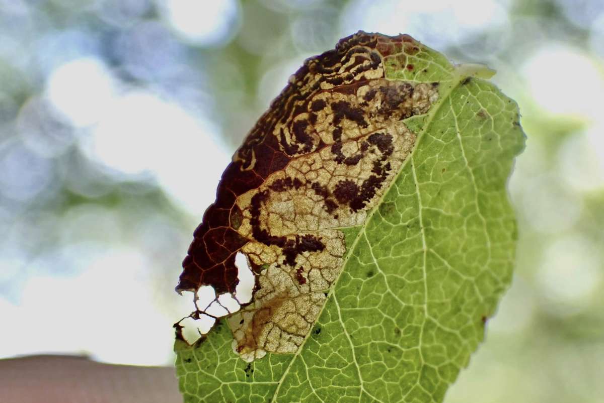 Bilberry Pigmy (Stigmella myrtillella) photographed at Seal Chart by Oliver Bournat