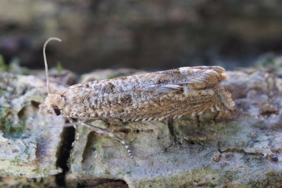 Chalk-hill Bell (Pelochrista caecimaculana) photographed in Kent by Dave Shenton 