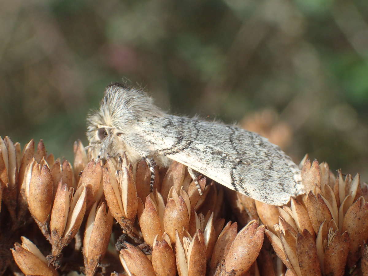 Yellow Horned (Achlya flavicornis) photographed at Betteshanger CP  by Dave Shenton 