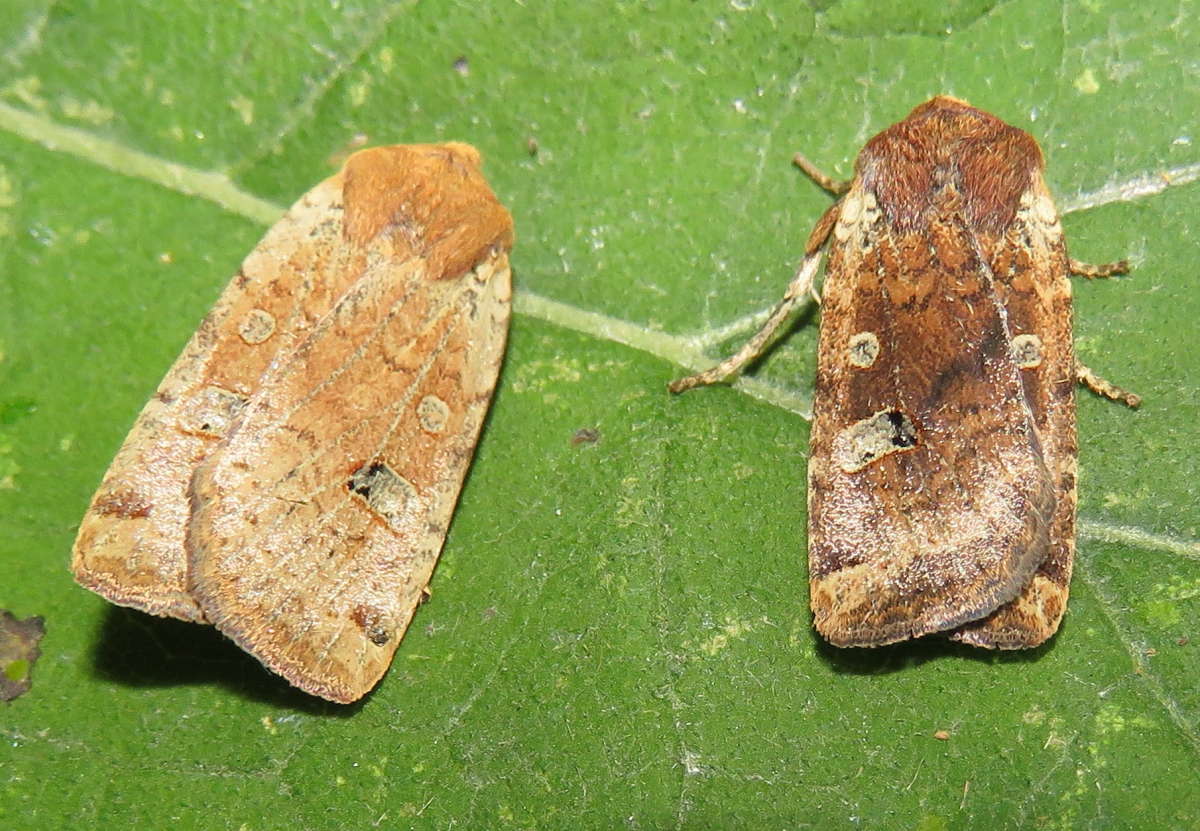 Red-headed Chestnut (Conistra erythrocephala) photographed in Kent by Tony Rouse 