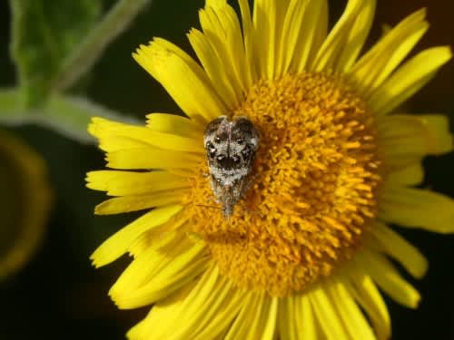 Vagrant Metal-mark (Tebenna micalis) photographed at Folkestone  by Michael Baldock