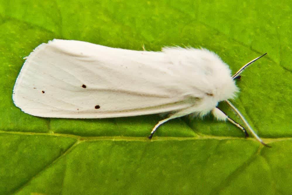 Water Ermine (Spilosoma urticae) photographed in Kent by Tony Morris 