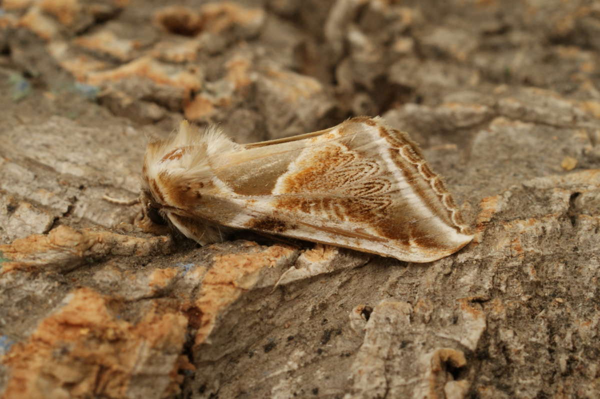 Buff Arches (Habrosyne pyritoides) photographed in Kent by Dave Shenton