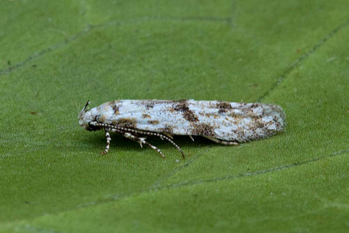 Black-dotted Groundling (Stenolechia gemmella) photographed at Boughton-under-Blean  by Peter Maton 