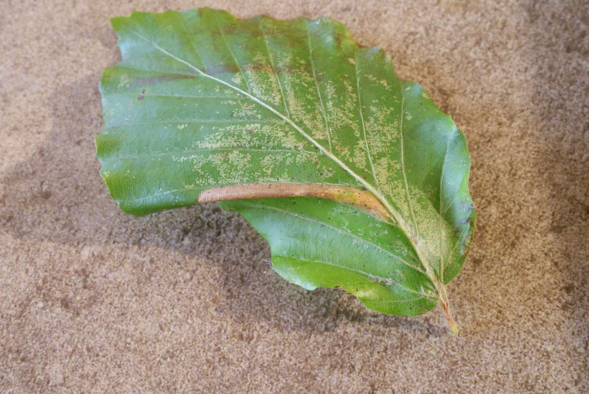 Beech Midget (Phyllonorycter maestingella) photographed in Kent by Dave Shenton 