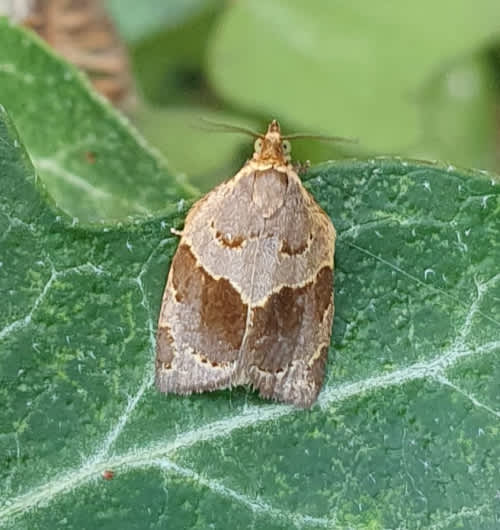  (Clepsis dumicolana) photographed at Lewisham  by Peter Robinson