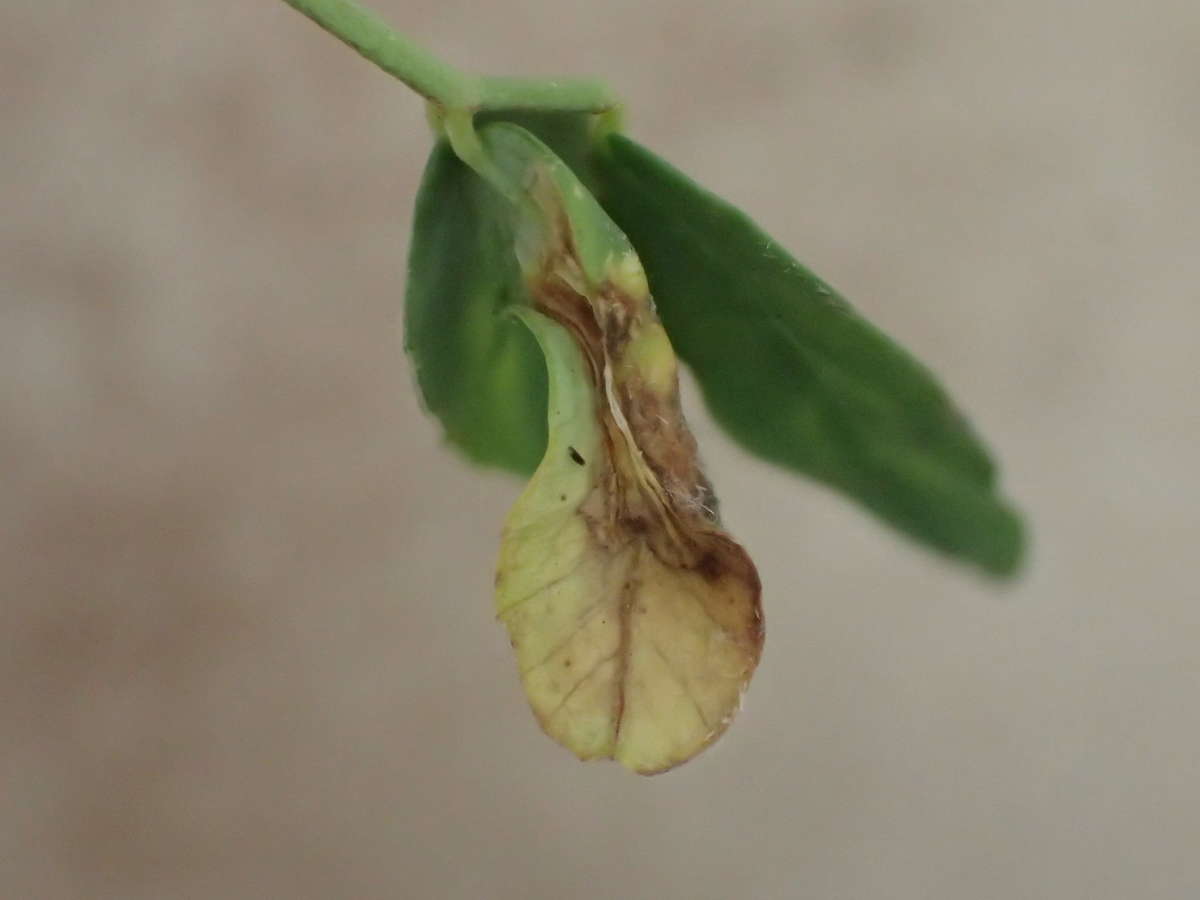  (Phyllonorycter medicaginella) photographed at Sandwich  by Dave Shenton 