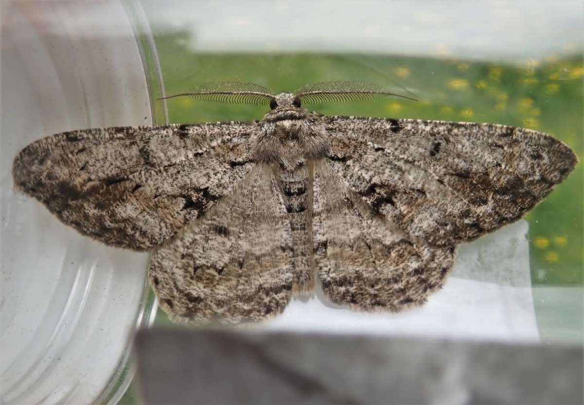 Great Oak Beauty (Hypomecis roboraria) photographed in Kent by John Dale 