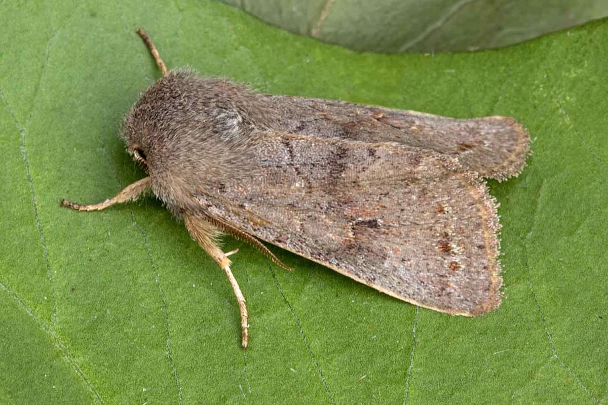 Lead-coloured Drab (Orthosia populeti) photographed in Kent by Peter Maton