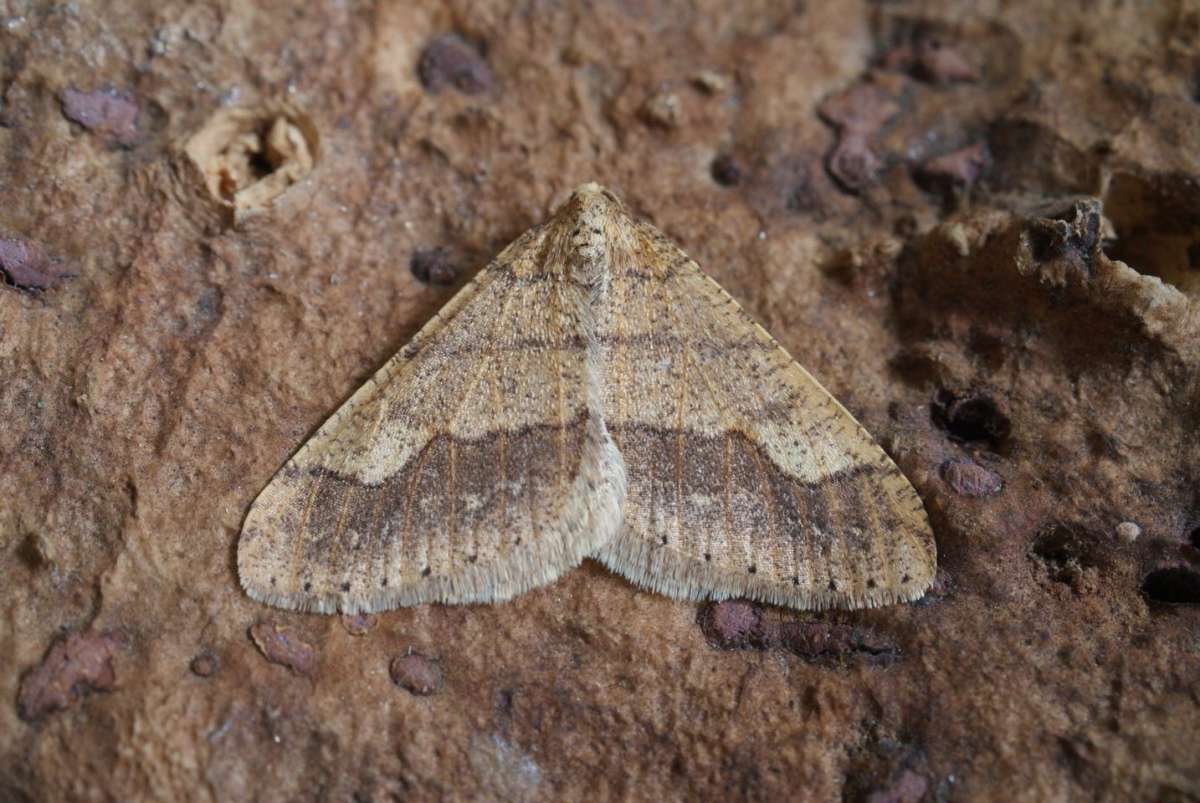 Dotted Border (Agriopis marginaria) photographed in Kent by Dave Shenton