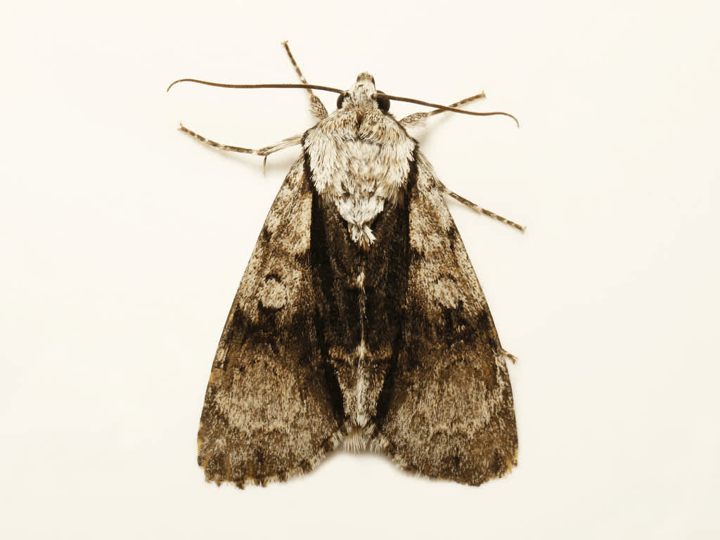 Alder Moth (Acronicta alni) photographed in Kent by David Beadle 