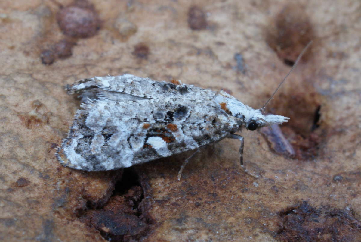 Rough-winged Conch (Phtheochroa rugosana) photographed in Kent by Dave Shenton 