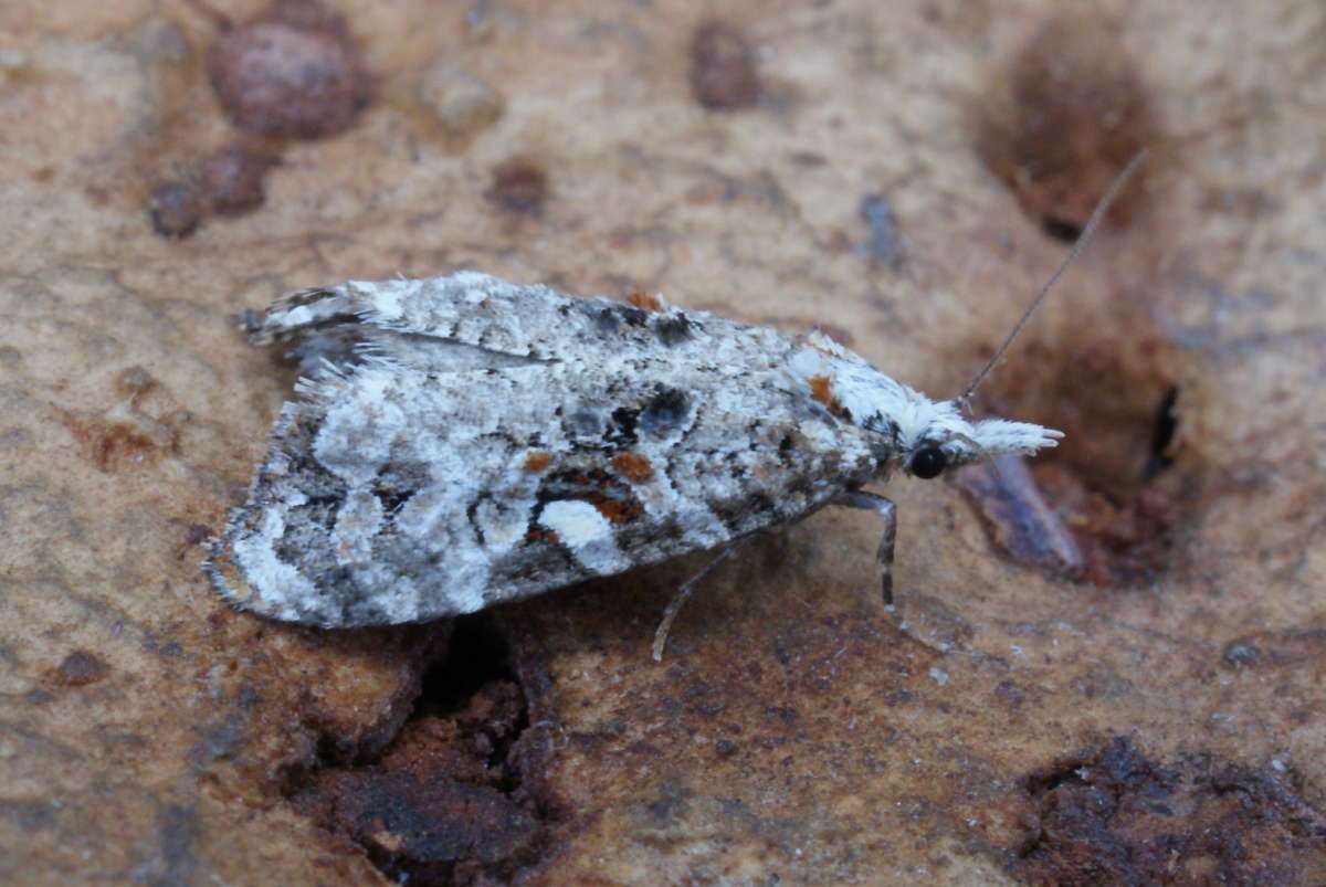 Rough-winged Conch (Phtheochroa rugosana) photographed in Kent by Dave Shenton 