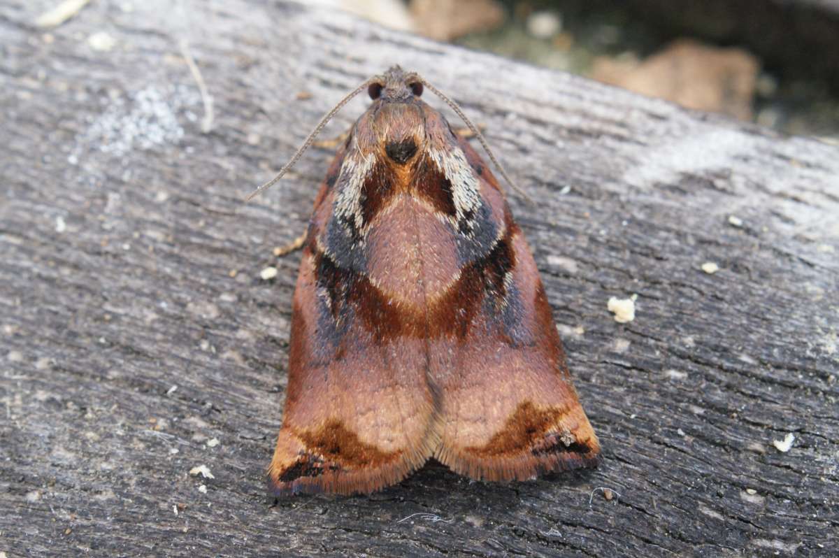 Large Fruit-tree Tortrix (Archips podana) photographed at Aylesham  by Dave Shenton