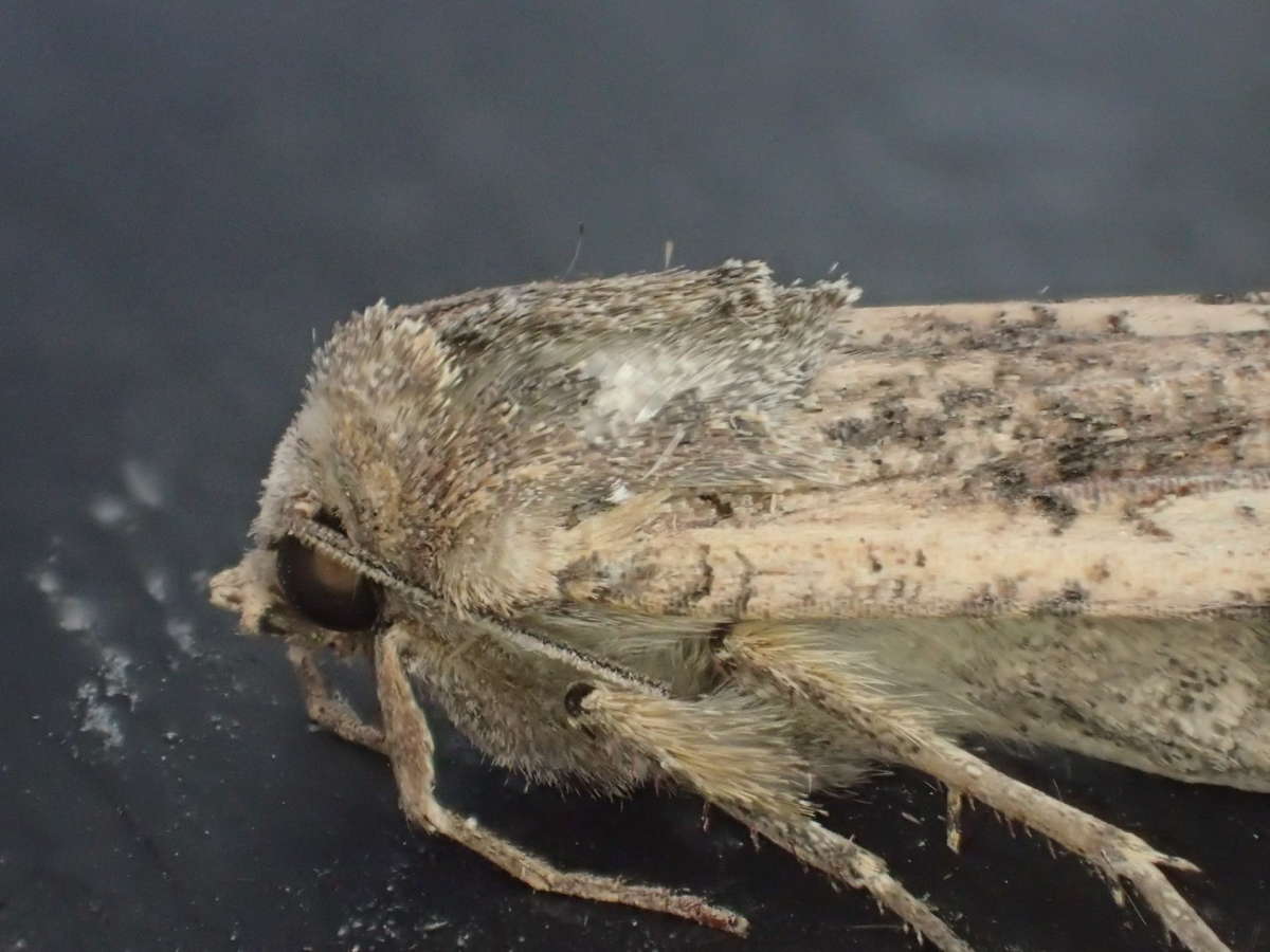 Pearly Underwing (Peridroma saucia) photographed at Aylesham  by Dave Shenton 