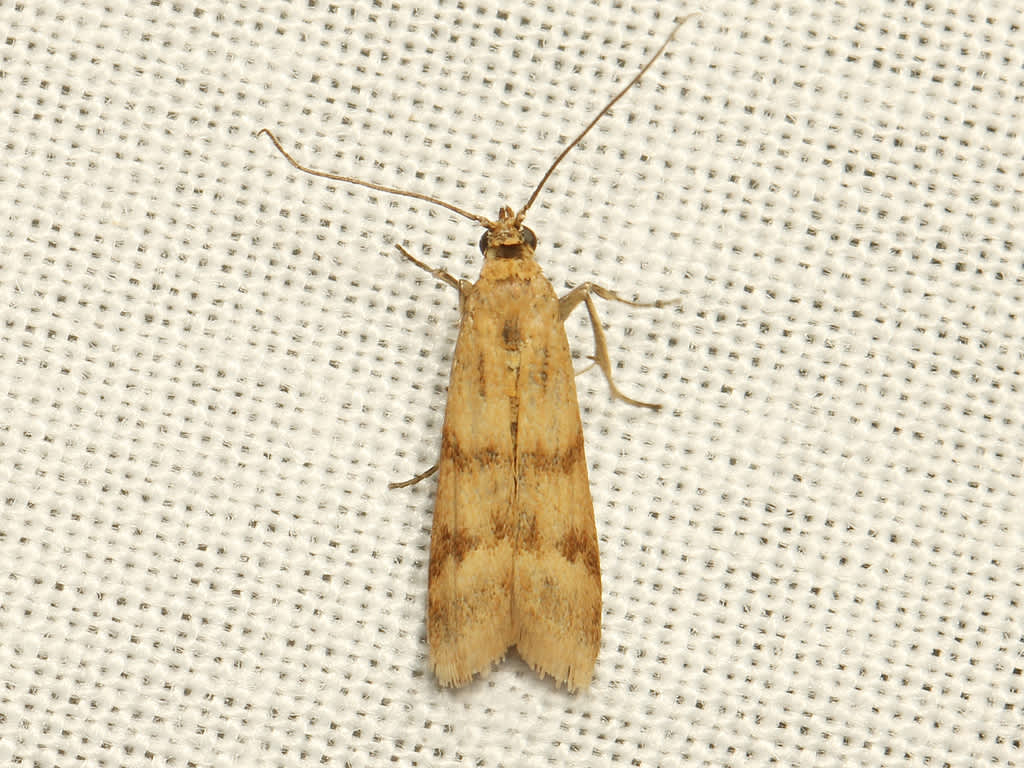 Twin-barred Knot-horn (Homoeosoma sinuella) photographed in Kent by David Beadle 