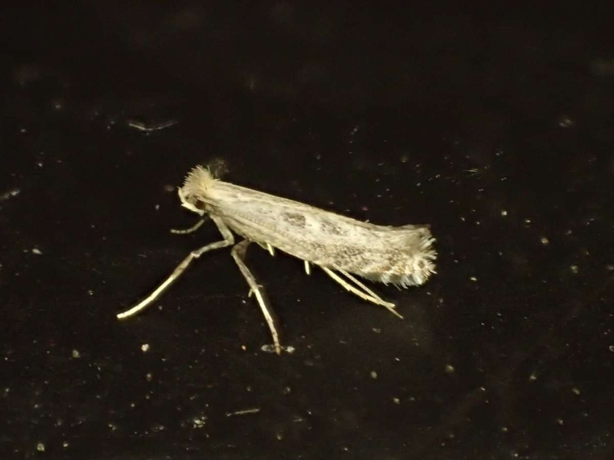 Blackthorn Slender (Parornix torquillella) photographed at Aylesham  by Dave Shenton