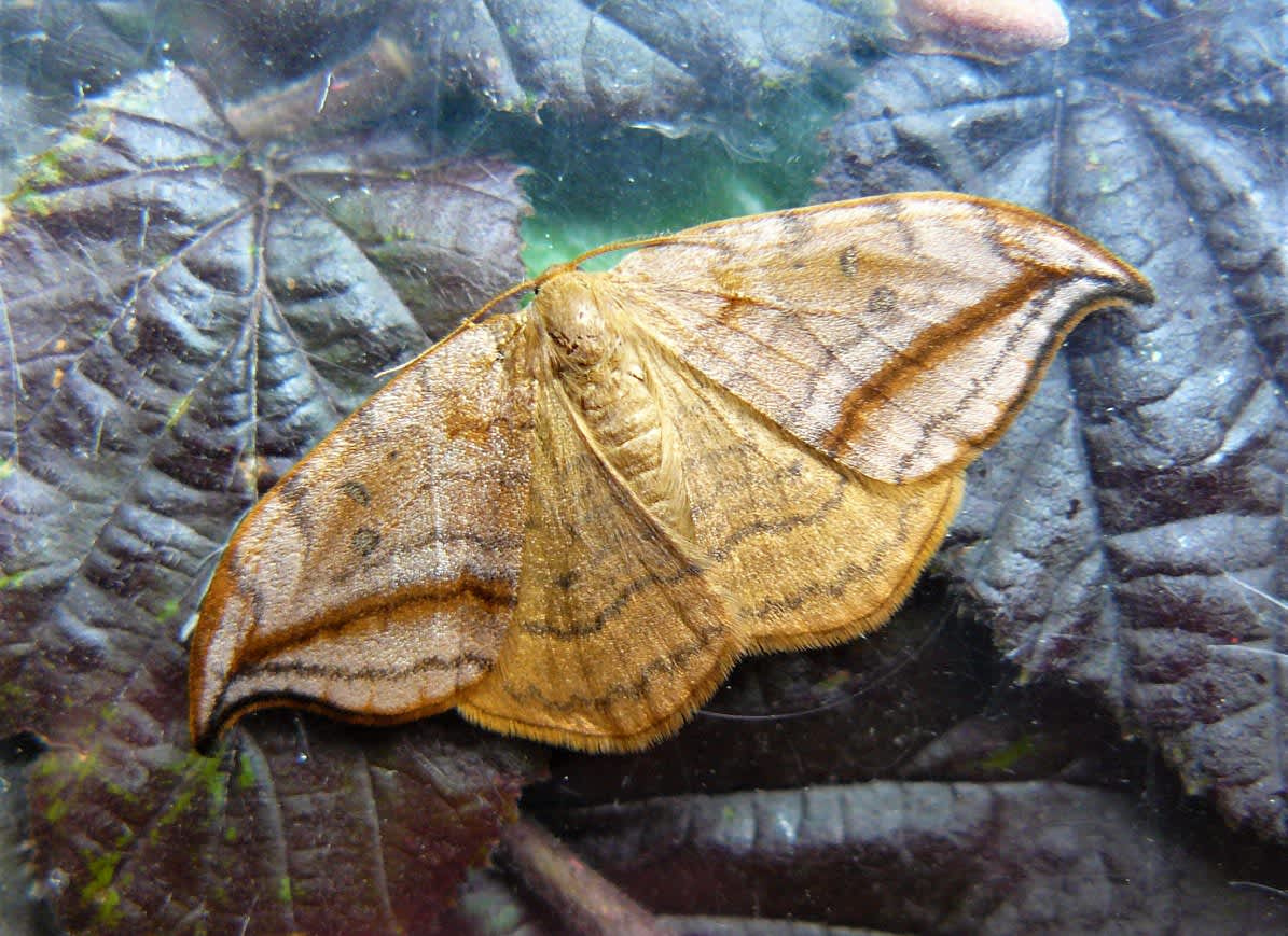 Dusky Hook-tip (Drepana curvatula) photographed in Kent by Fred Butcher 