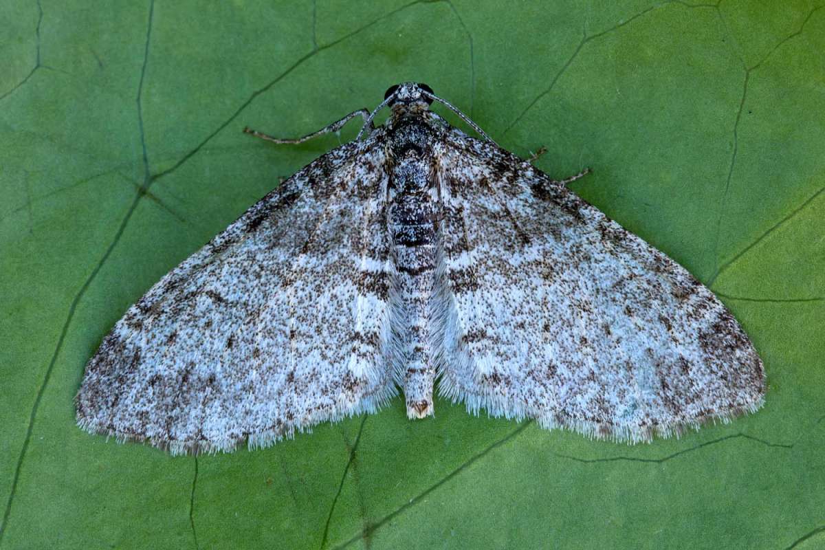 The Seraphim (Lobophora halterata) photographed at Boughton-under-Blean by Peter Maton