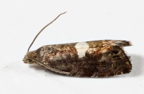 Triangle-marked Piercer (Pammene spiniana) photographed in Kent by Steve Cutt 