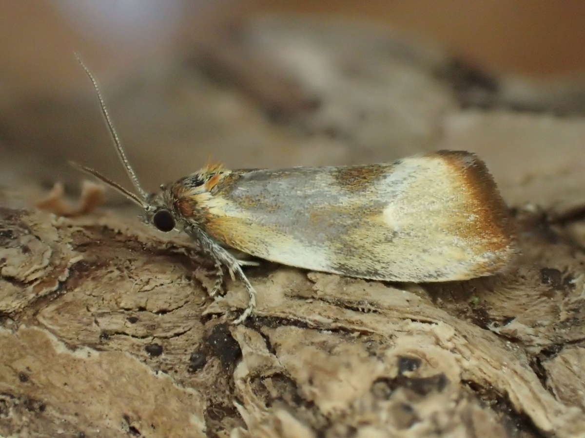 Brassy Tortrix (Eulia ministrana) photographed at Denge Wood by Dave Shenton