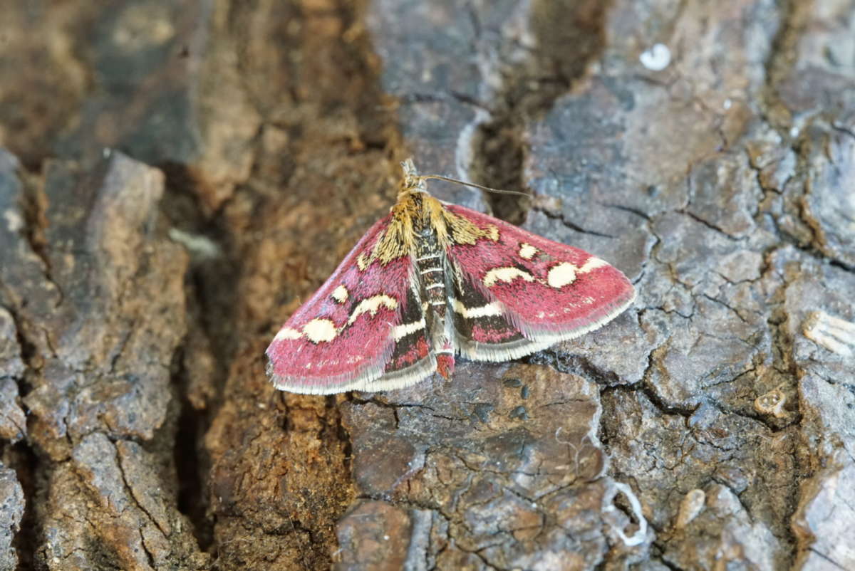 Common Purple & Gold (Pyrausta purpuralis) photographed at Kings Wood by Dave Shenton 