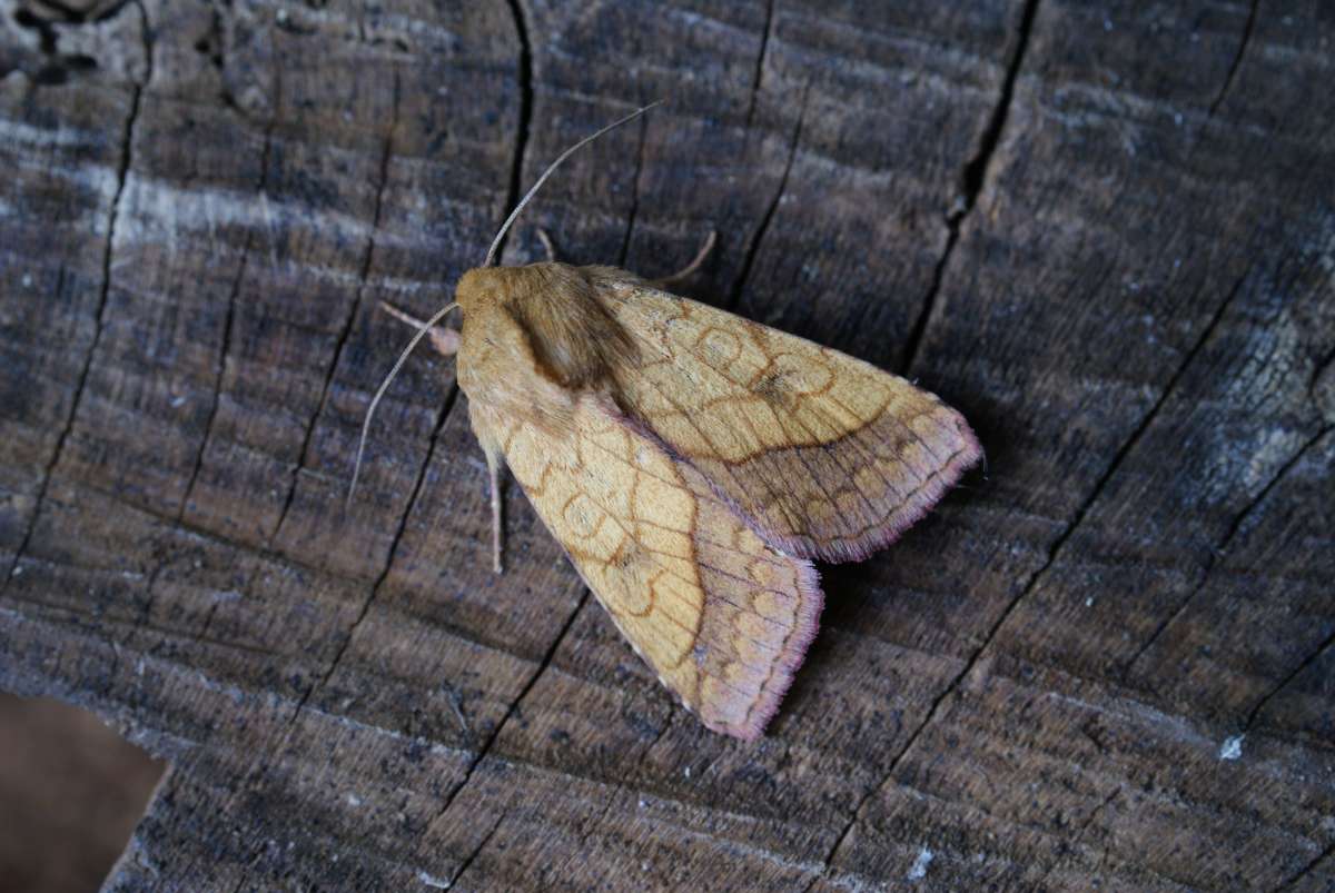 Bordered Sallow (Pyrrhia umbra) photographed at Aylesham  by Dave Shenton 