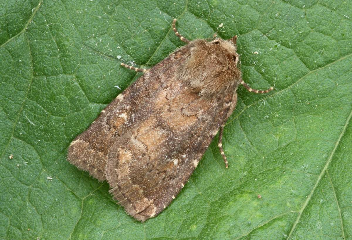 Brown Rustic (Rusina ferruginea) photographed in Kent by Peter Maton 