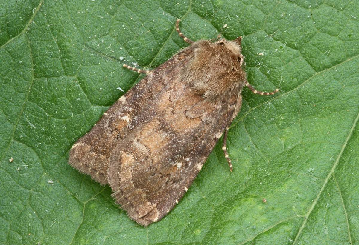 Brown Rustic (Rusina ferruginea) photographed in Kent by Peter Maton 