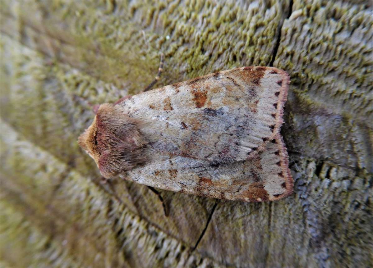 Ingrailed Clay (Diarsia mendica) photographed in Kent by John Dale 