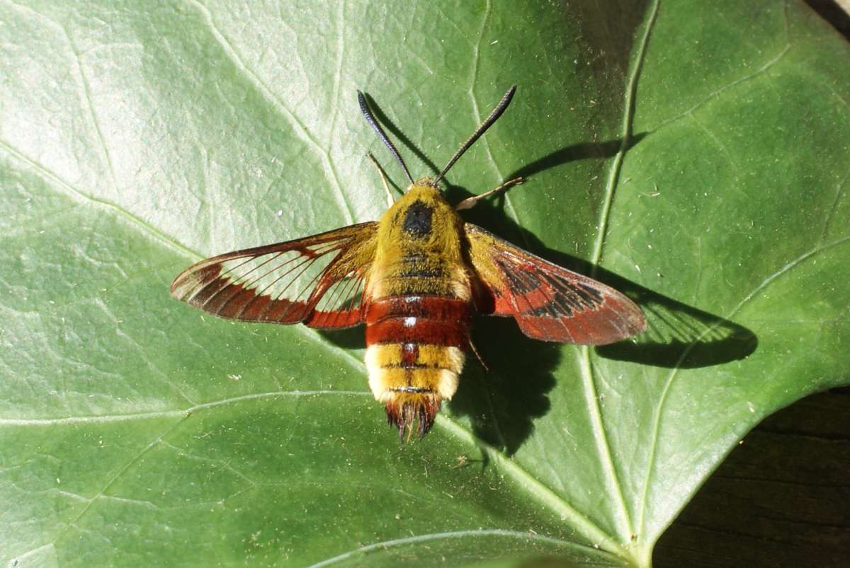 Broad-bordered Bee Hawk-moth (Hemaris fuciformis) photographed in Kent by Dave Shenton 