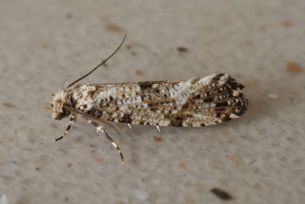 Large Clothes Moth (Morophaga choragella) photographed at Aylesham  by Dave Shenton 