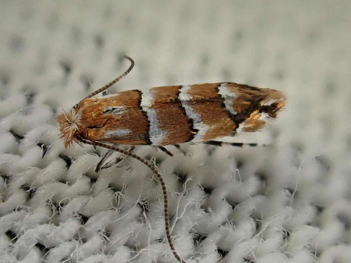 Surrey Midget (Phyllonorycter scabiosella) photographed in Kent by Ben Dale