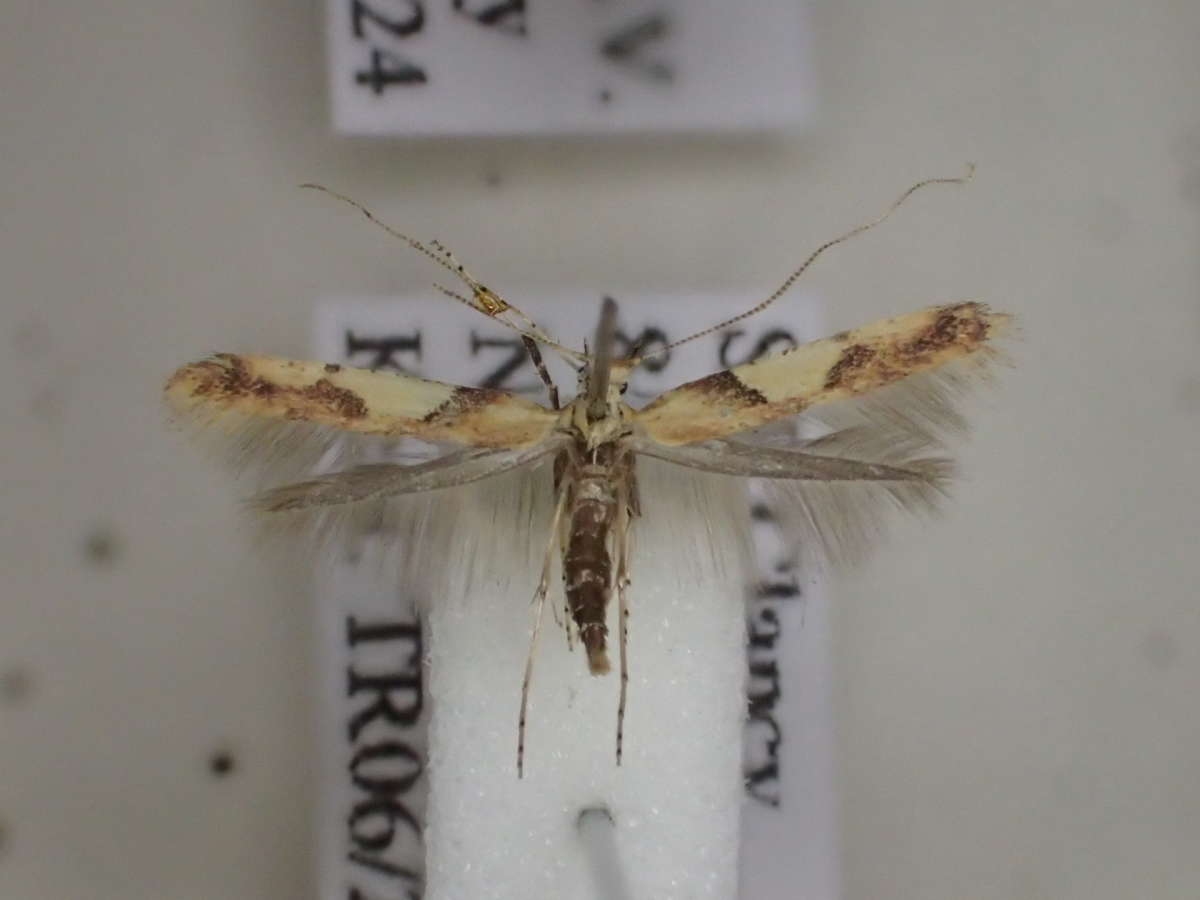 Pale Maple Slender (Caloptilia honoratella) photographed in Kent by Dave Shenton 