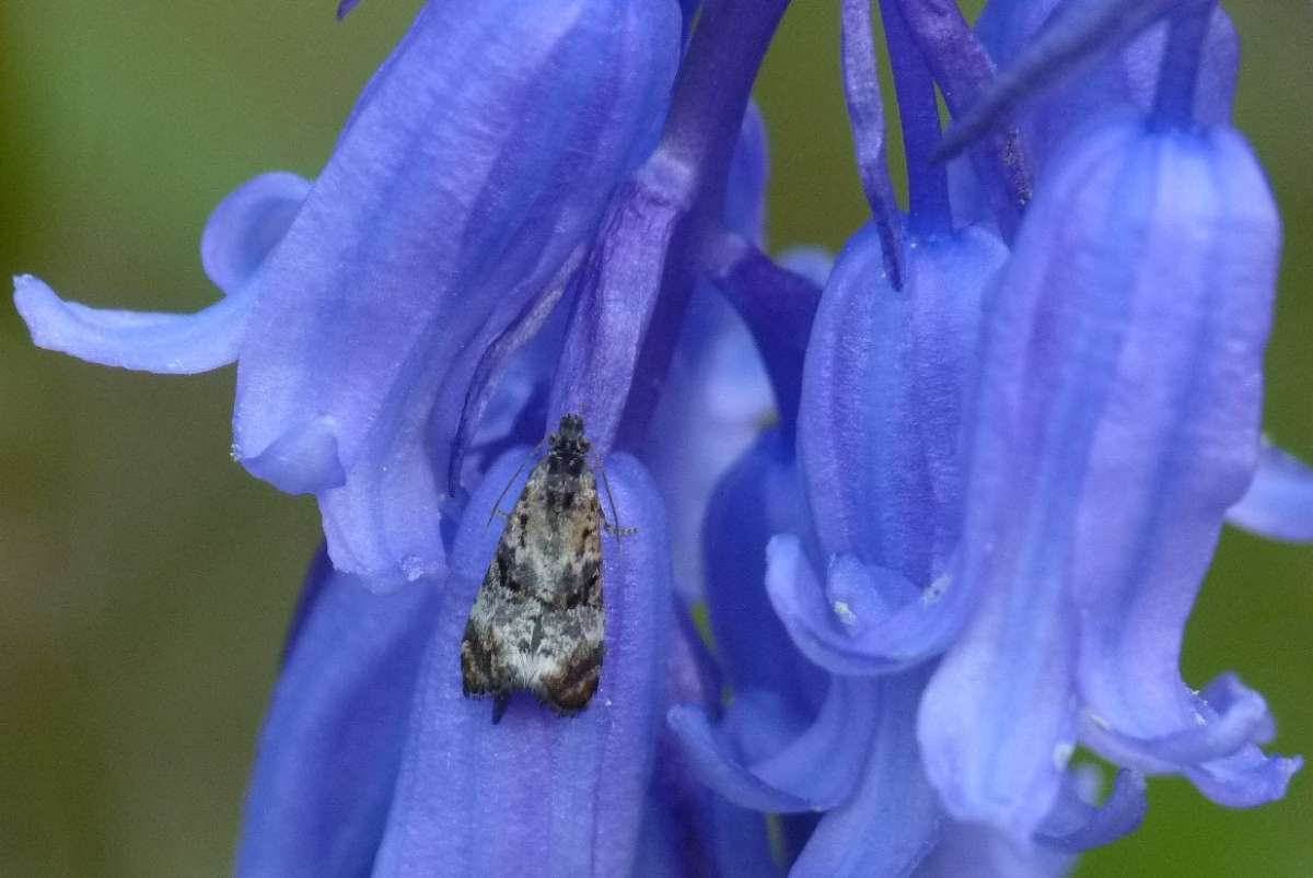 Bluebell Conch (Hysterophora maculosana) photographed in Kent by Allan Ward