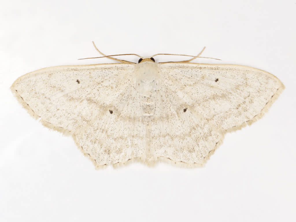 Sub-angled Wave (Scopula nigropunctata) photographed in Kent by David Beadle 