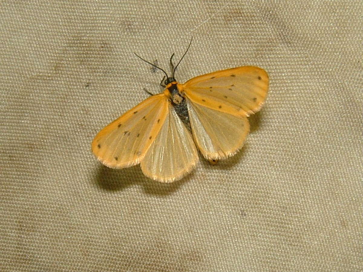 Dew Moth (Setina irrorella) photographed in Kent by Tony Rouse