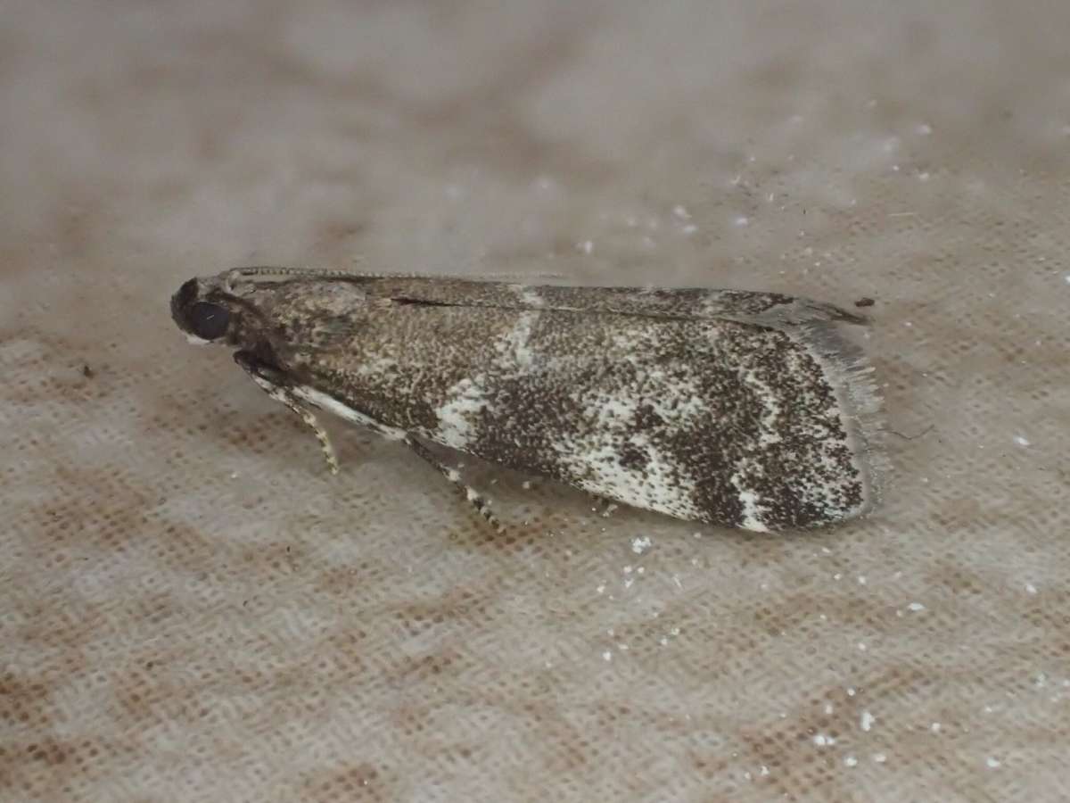 Dark Spruce Knot-horn (Assara terebrella) photographed at Aylesham  by Dave Shenton 