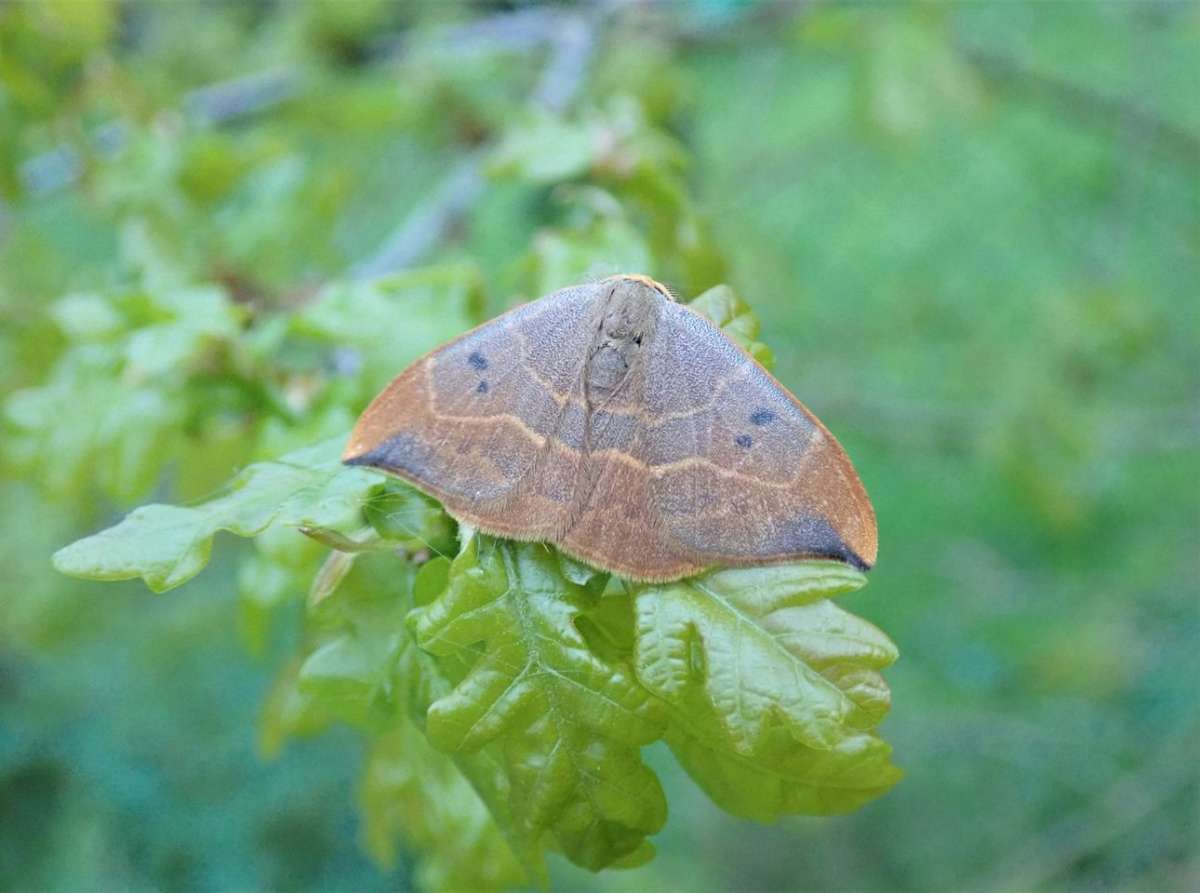 Oak Hook-tip (Watsonalla binaria) photographed in Kent by John Dale 