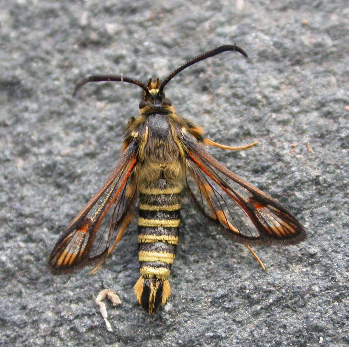 Six-belted Clearwing (Bembecia ichneumoniformis) photographed at Dutton Quarry LNR by Ross Newham 