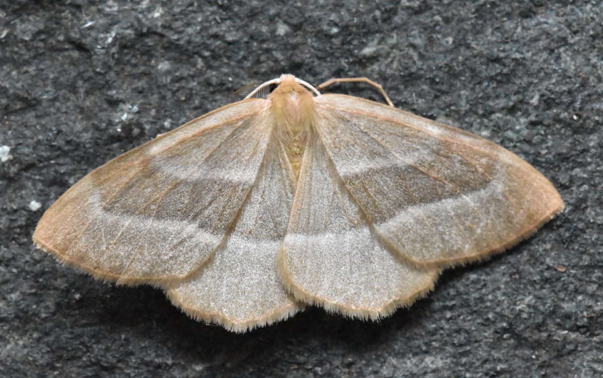 Barred Red (Hylaea fasciaria) photographed in Kent by Ross Newham 