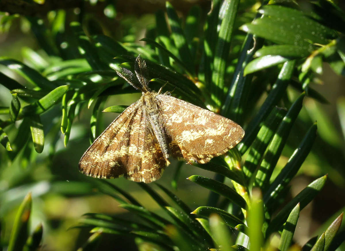 Common Heath (Ematurga atomaria) photographed in Kent by Carol Strafford 