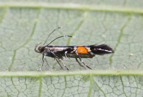 Marsh Cosmet (Cosmopterix orichalcea) photographed at West Blean by David Shute